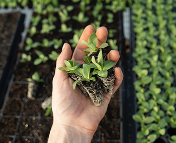 Planting to harvest